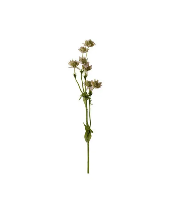Astrantia Cut Flower Pink