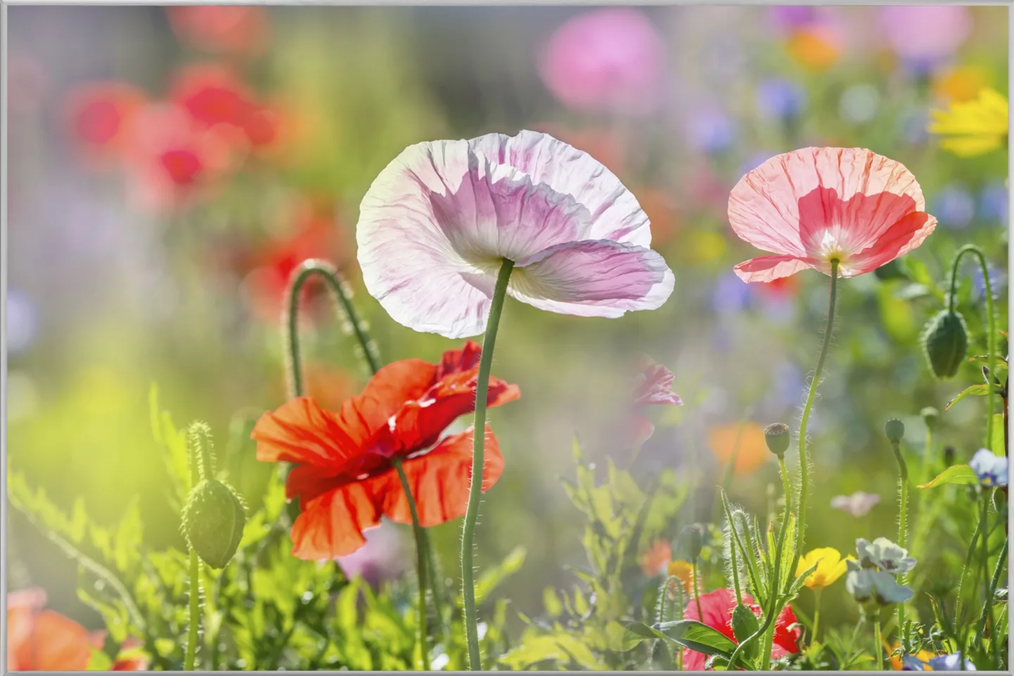 image LAND Bild mit Rahmen Mohnblumen 4 | Schubiger Möbel