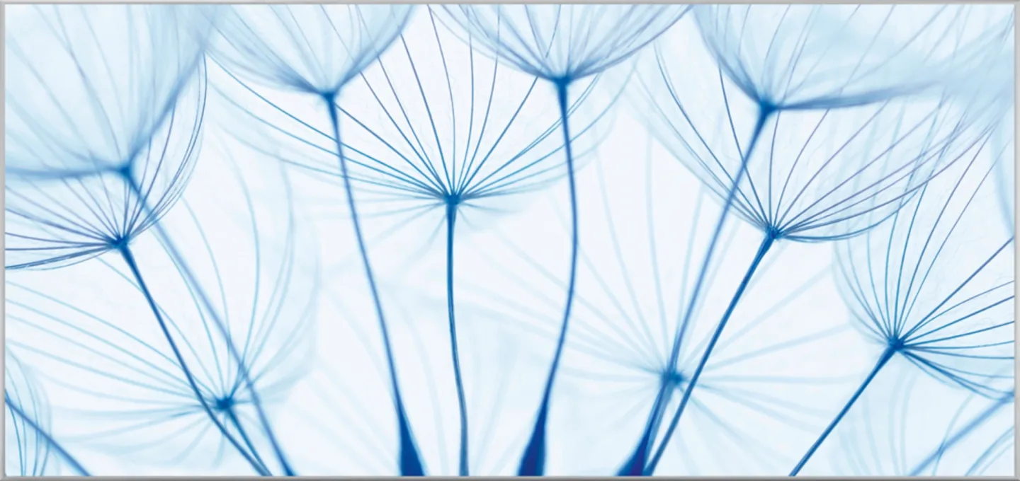 image LAND Bild mit Rahmen Pusteblumen in Blau | Schubiger Möbel