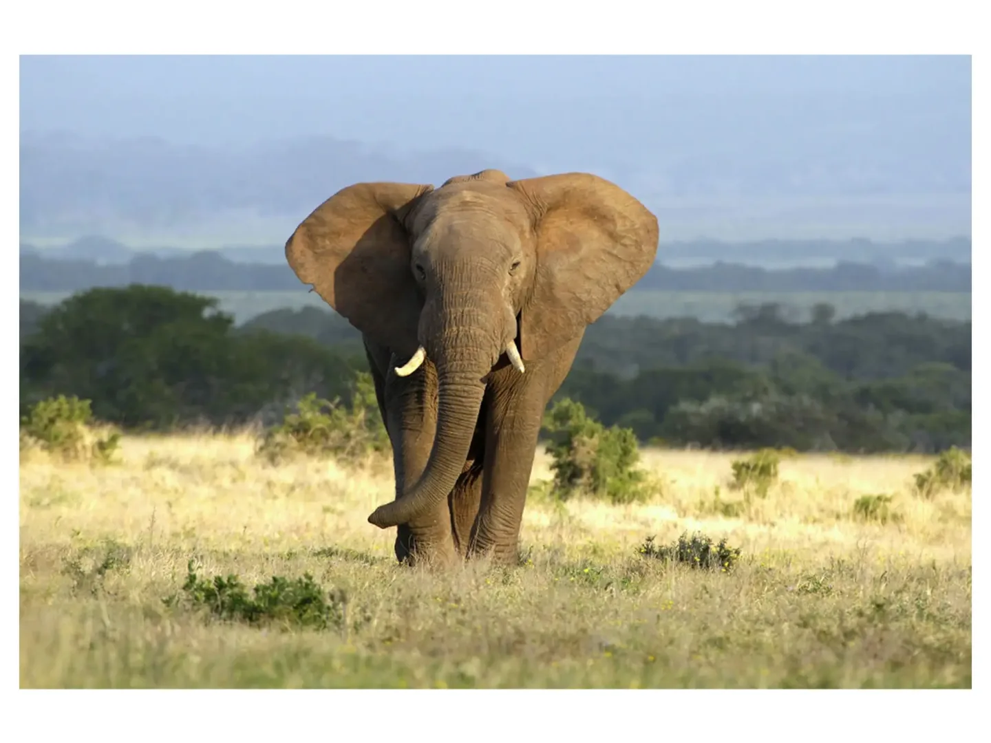 image LAND Digitaldruck auf Acrylglas Elefant in Der Steppe | Schubiger Möbel
