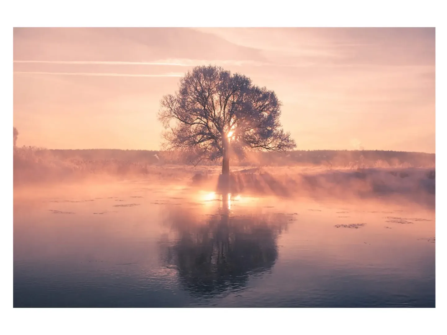 image LAND Digitaldruck auf Acrylglas Baum mit Spiegelung | Schubiger Möbel