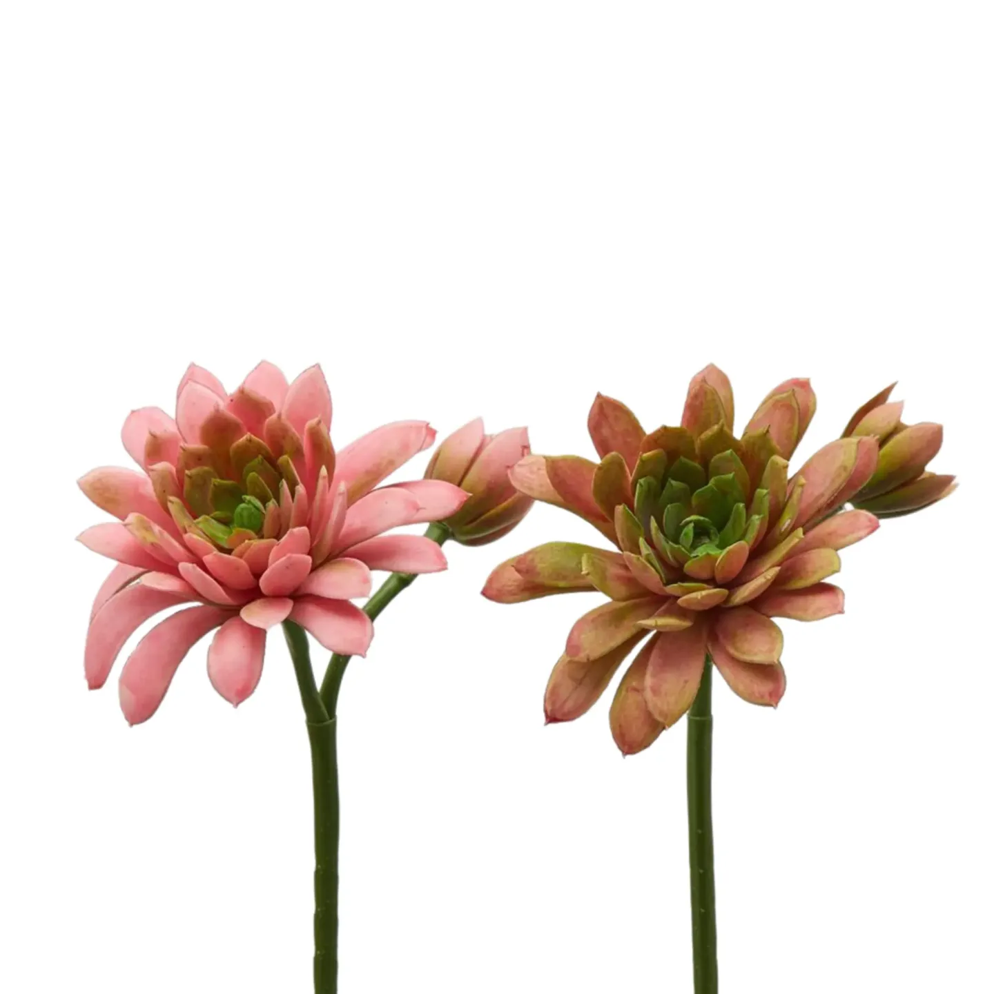 Edg Kunstblumen Echeveria Hellrosa H: 18 cm | Schubiger Möbel