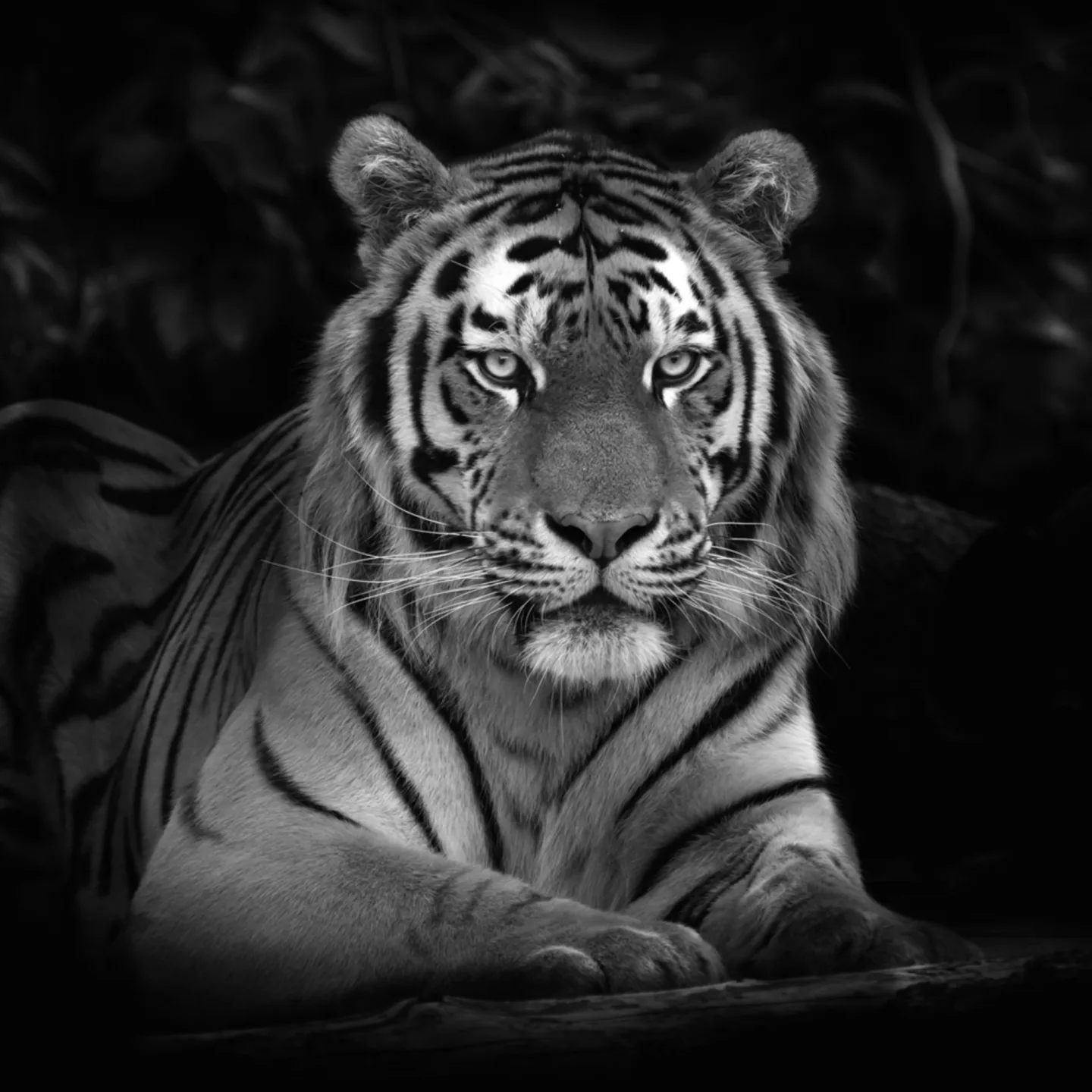 image LAND Acrylglasbild Imposanter Tiger | Schubiger Möbel