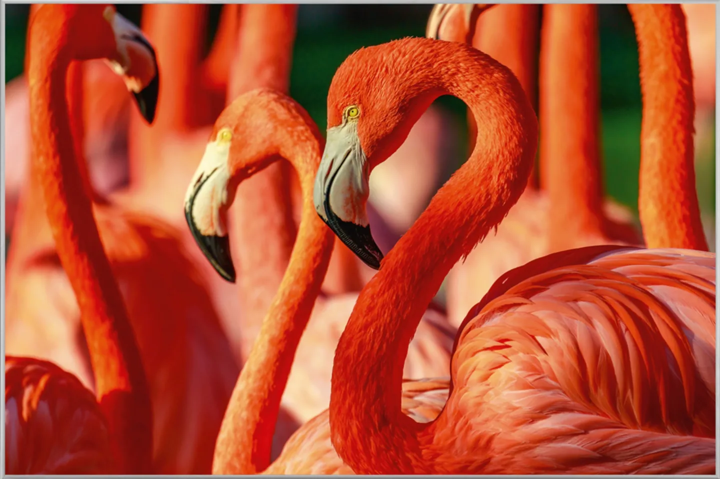 image LAND Bild mit Rahmen Flamingos | Schubiger Möbel