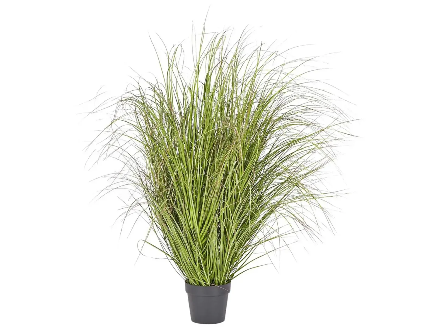 Edg Festuca im Topf Grün H: 142 cm Grün | Schubiger Möbel