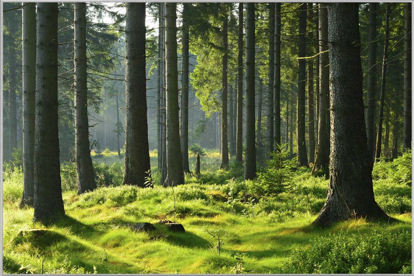 image LAND Bild mit Rahmen Hochwald | Schubiger Möbel