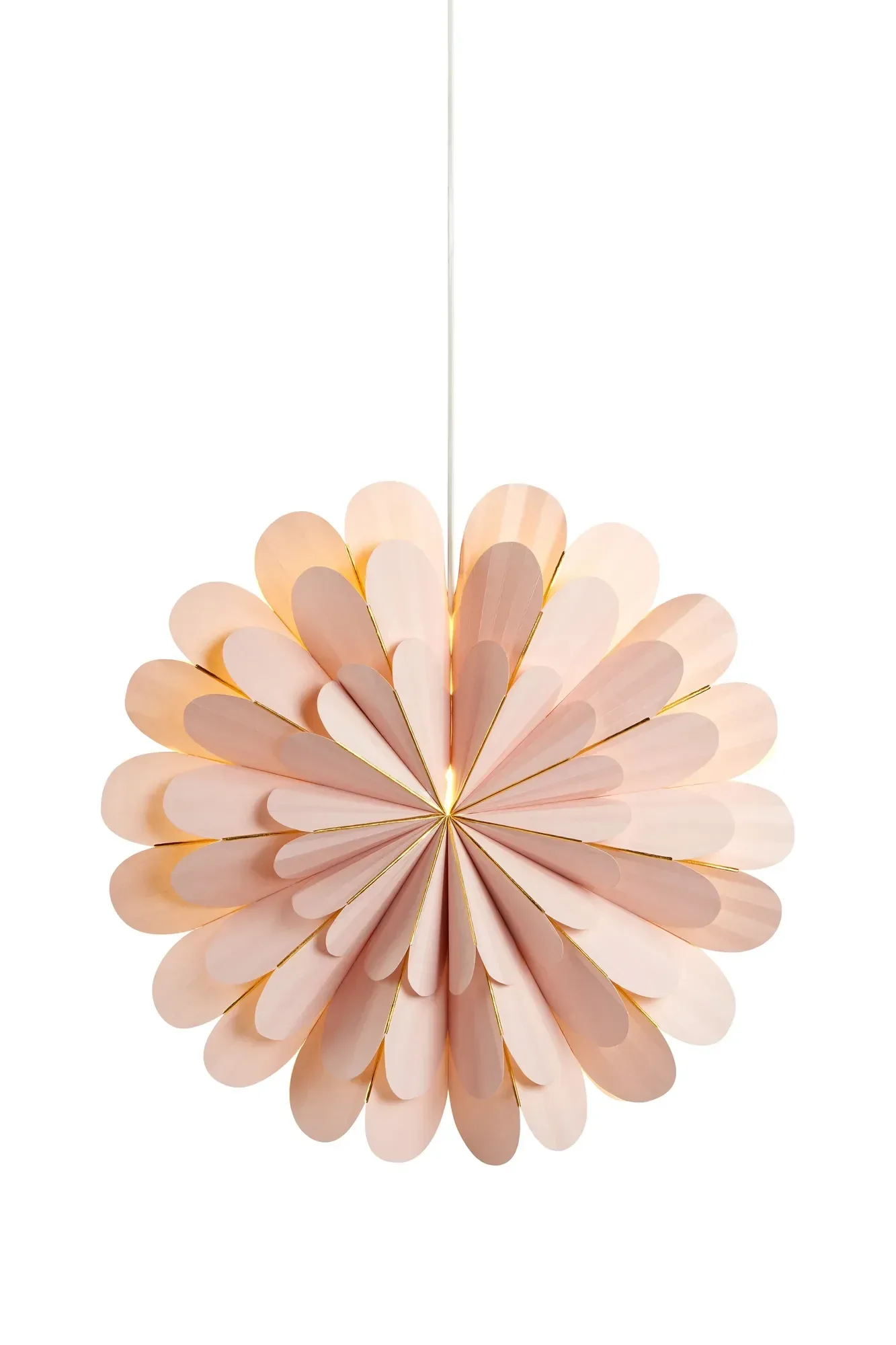 Marigold Stern Rosa 60 cm