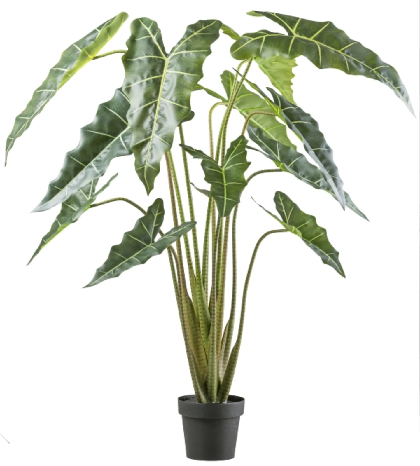 Gasper Kunstpflanzen Alocasia Zebrina Sarian im Kunststofftopf H: 160 c | Schubiger Möbel