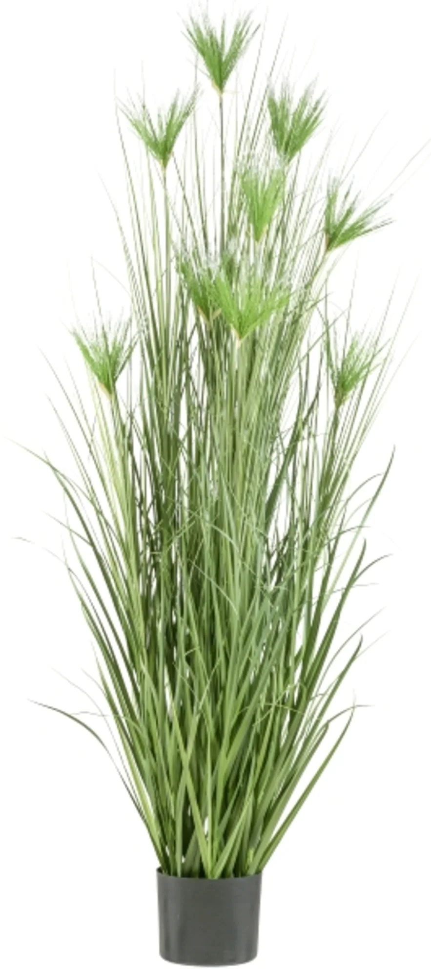 Gasper Kunstpflanzen Cyperus Gras im Kunsstofftopf H: 210 cm | Schubiger Möbel