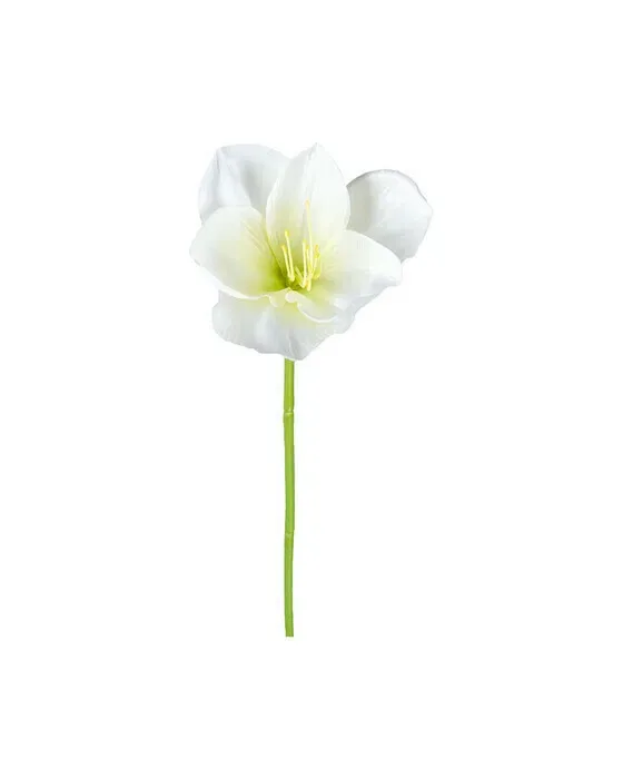 Amaryllis – afskåret blomst i hvid