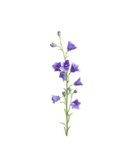 Blåklokke snitblomst blå