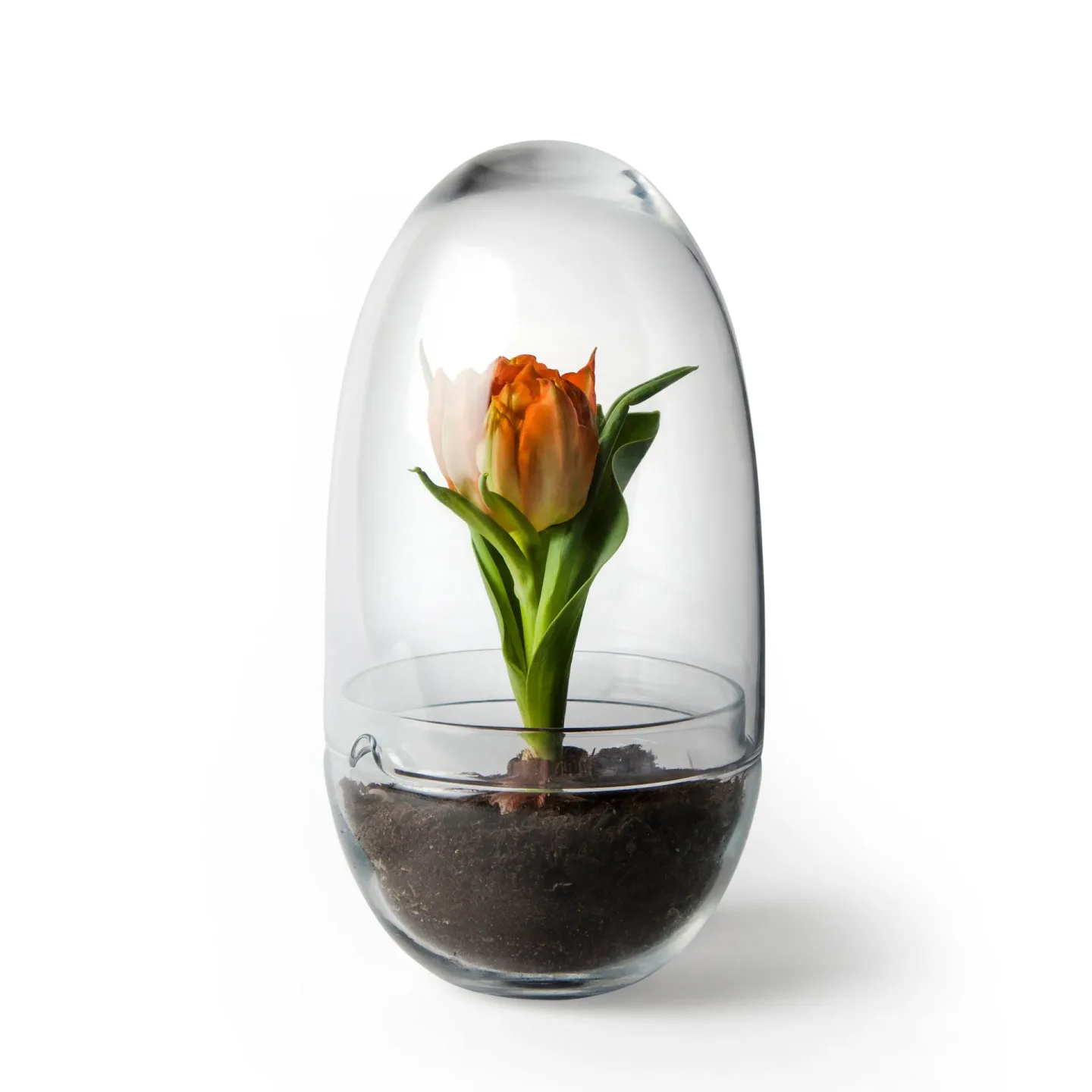 Design House Stockholm Grow odlingskupa Medium Ø11 cm