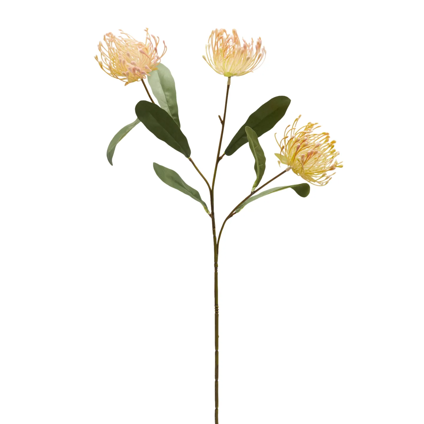 Edg Kunstblume Protea Grün H: 75 cm | Schubiger Möbel