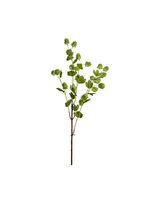 Hops Cut Flower Green