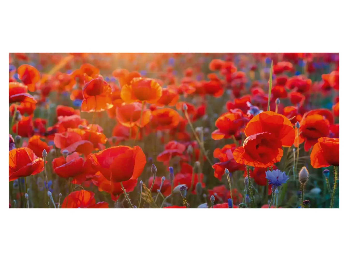 image LAND Digitaldruck auf Acrylglas Mohnblumen 6 | Schubiger Möbel
