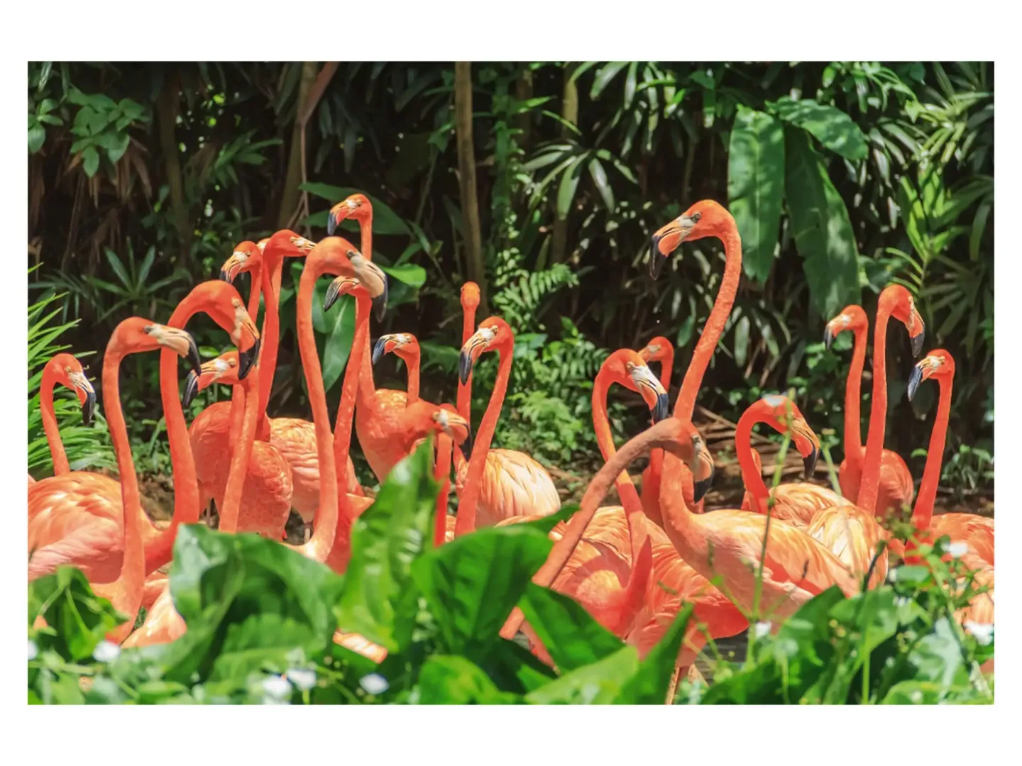 image LAND Digitaldruck auf Acrylglas Nette Flamingo Familie | Schubiger Möbel