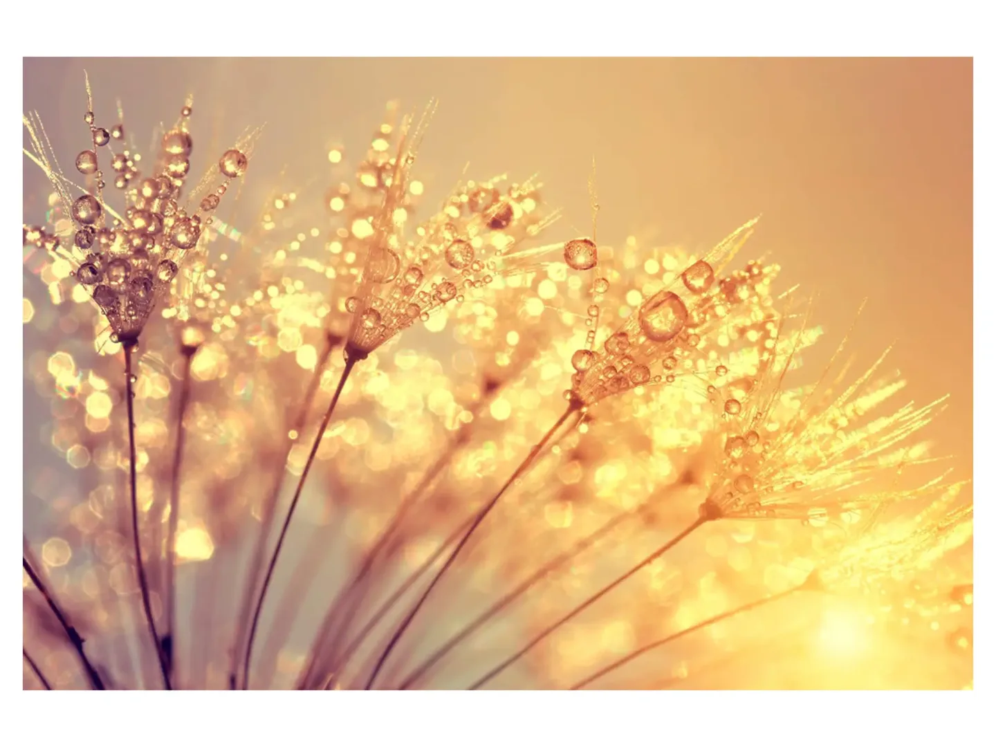 image LAND Digitaldruck auf Acrylglas Pusteblume mit Morgentau | Schubiger Möbel