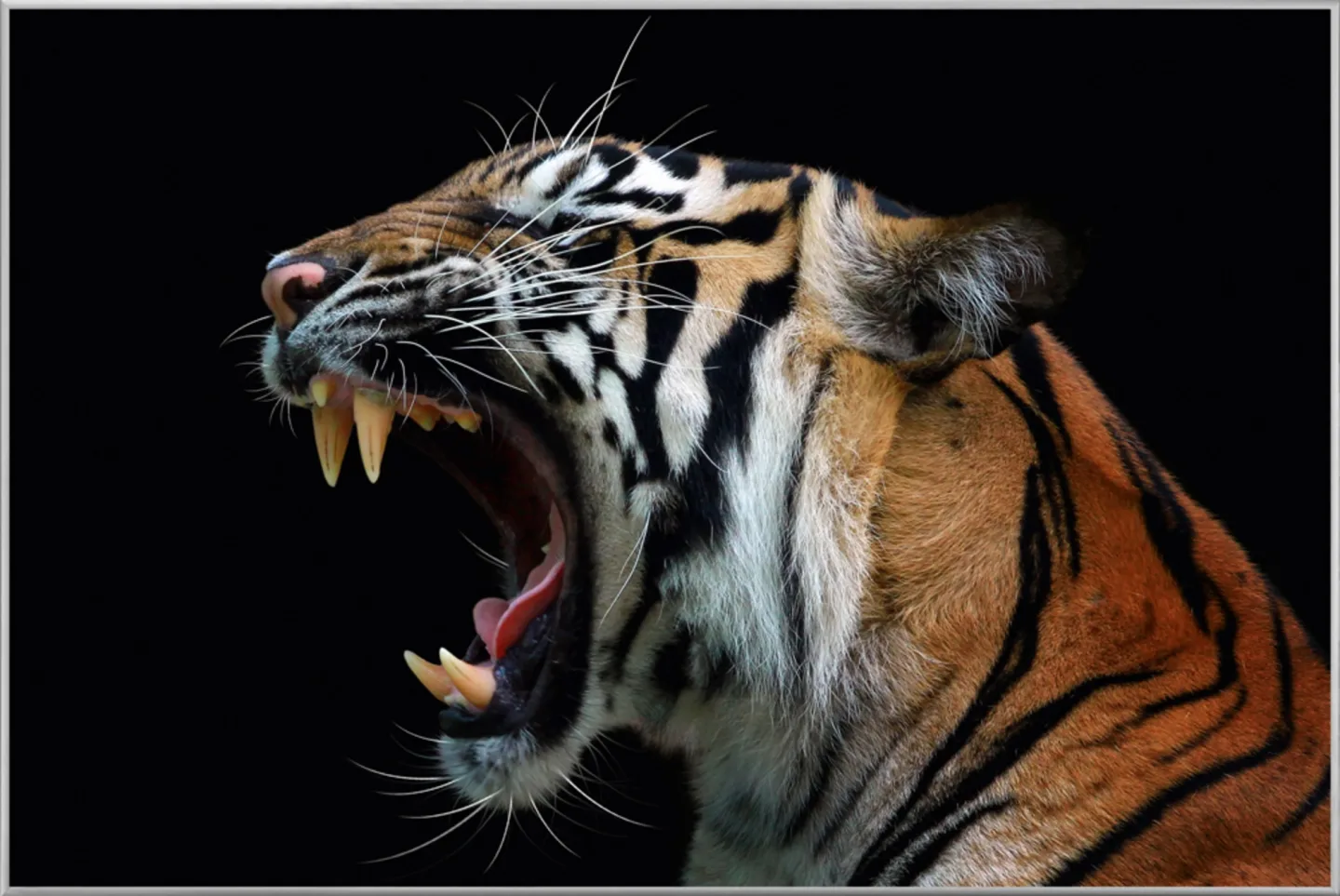 image LAND Bild mit Rahmen Fauchender Tiger | Schubiger Möbel