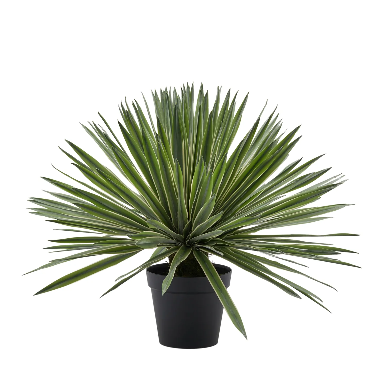 Edg Kunstpflanze Agave im Topf H: 65 cm | Schubiger Möbel