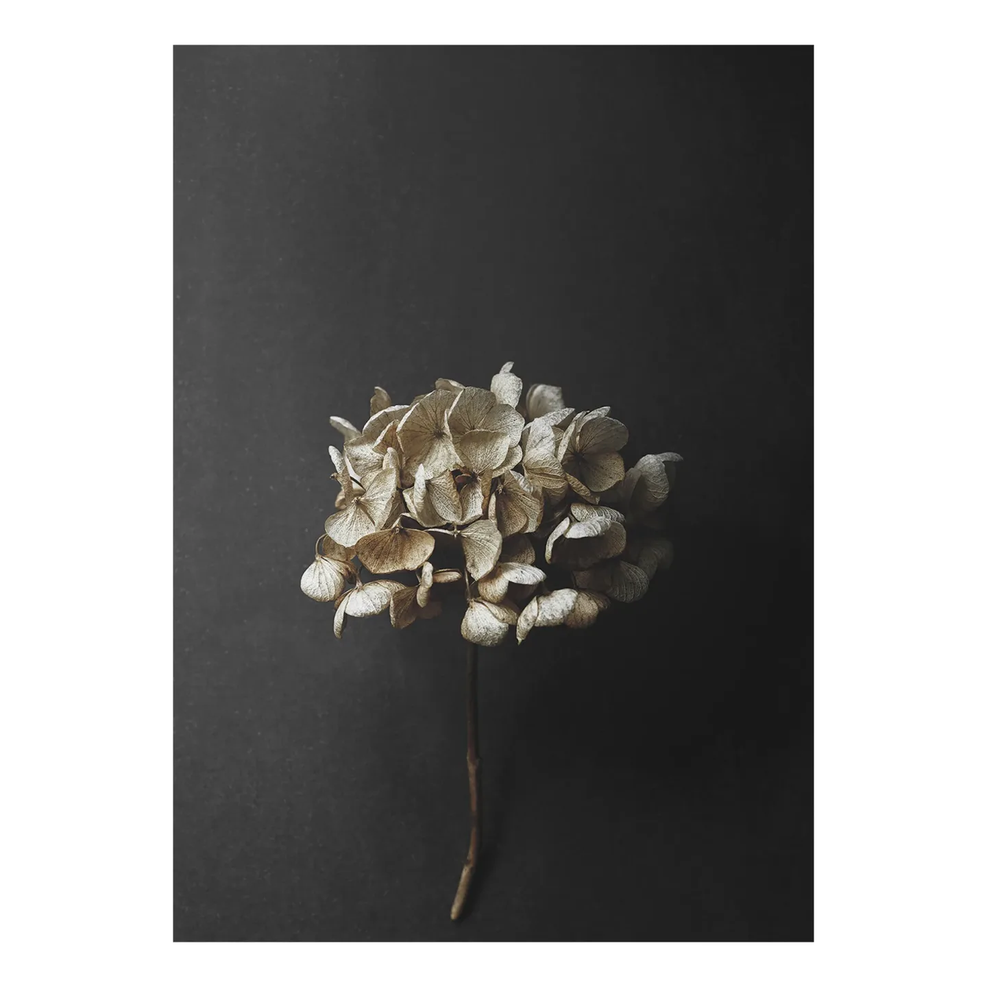 Paper Collective Still Life 04 Hydrangea poster 30x40 cm