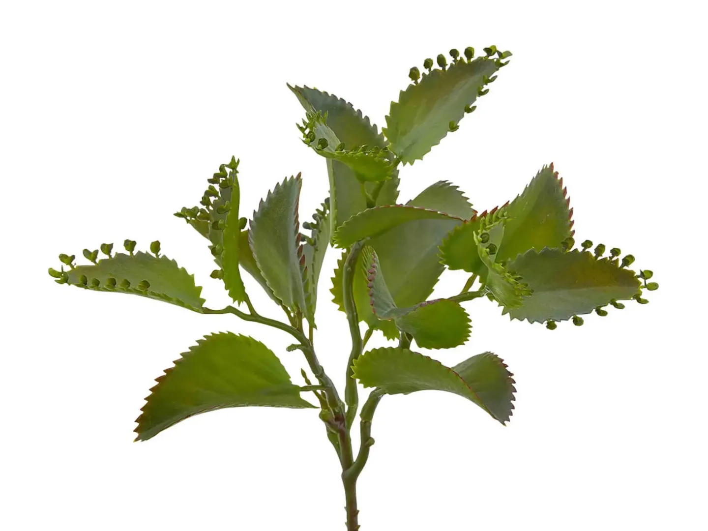 Edg Kunstpflanze Kalanchoe Hellgrün H: 25 cm | Schubiger Möbel