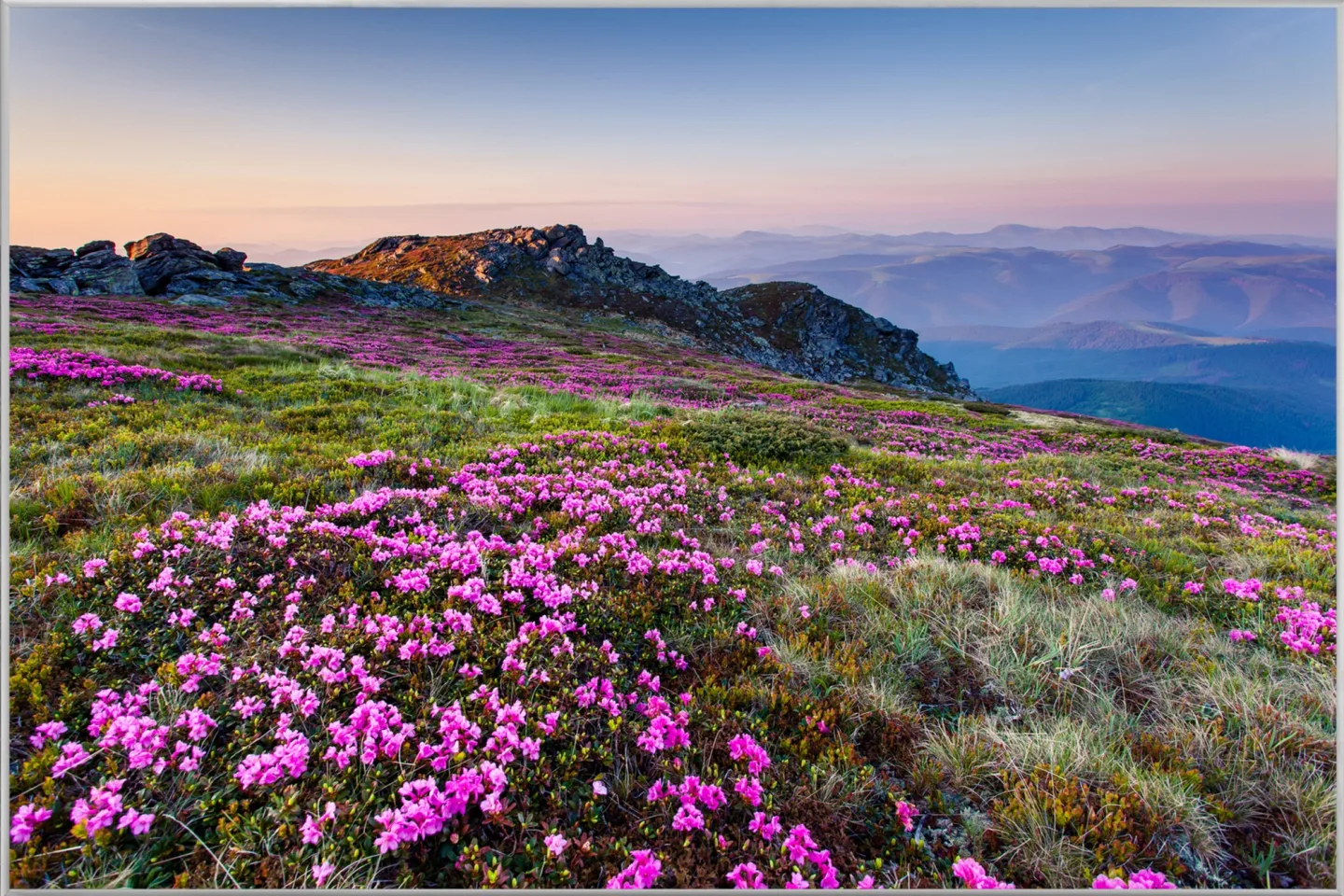 image LAND Bild mit Rahmen Alpenlandschaft mit Lila Blumen | Schubiger Möbel