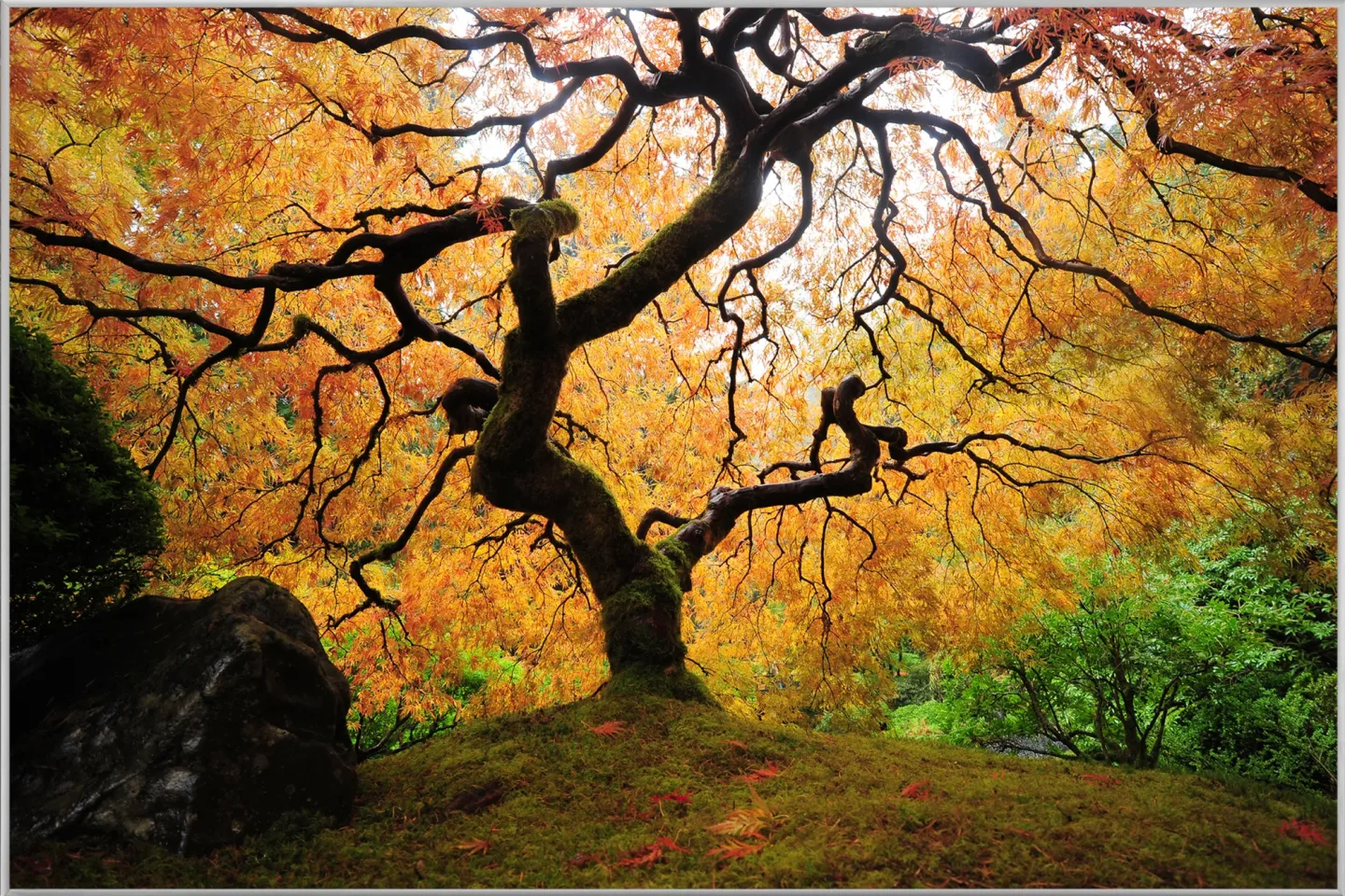 image LAND Bild mit Rahmen Der Baum | Schubiger Möbel