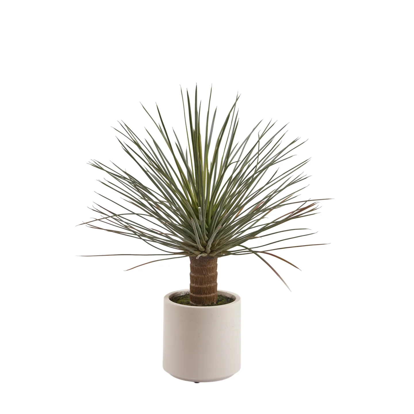 Edg Kunstpflanze Yucca H: 81 cm | Schubiger Möbel