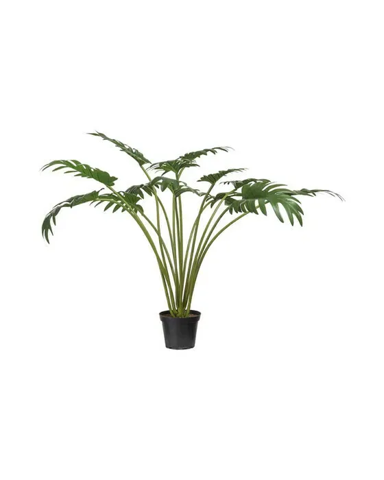Philodendron potteplante grøn