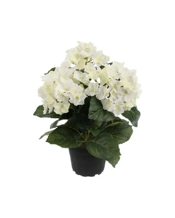 Hortensia krukväxt vit