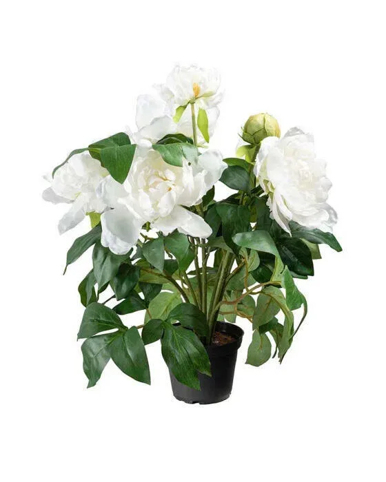 Paeon potteplante hvid