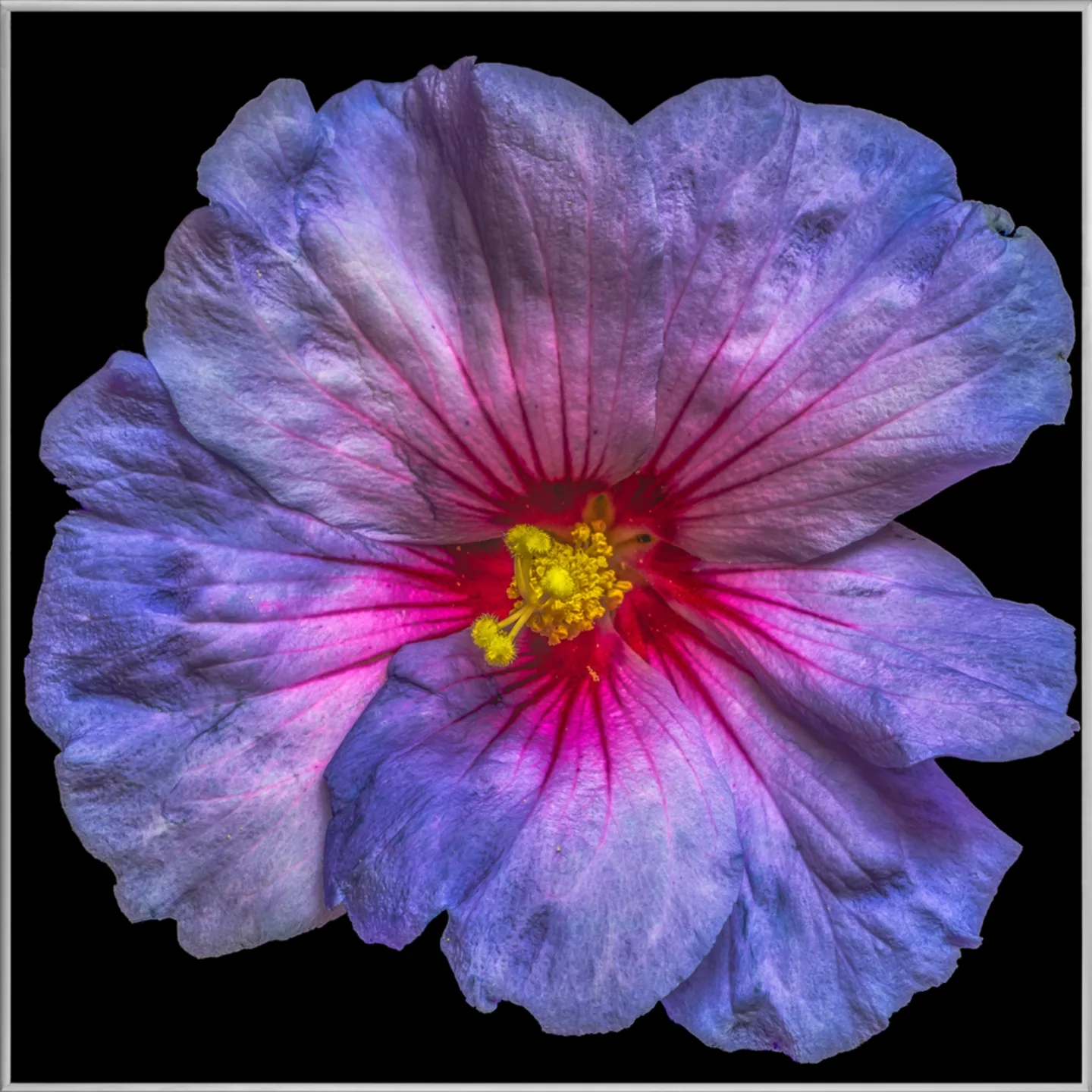 image LAND Bild mit Rahmen Hibiskusblüte in Blau und Rosa | Schubiger Möbel