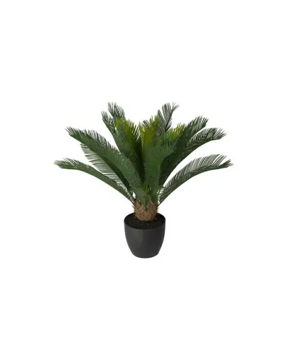 Cycas Potted Plant
