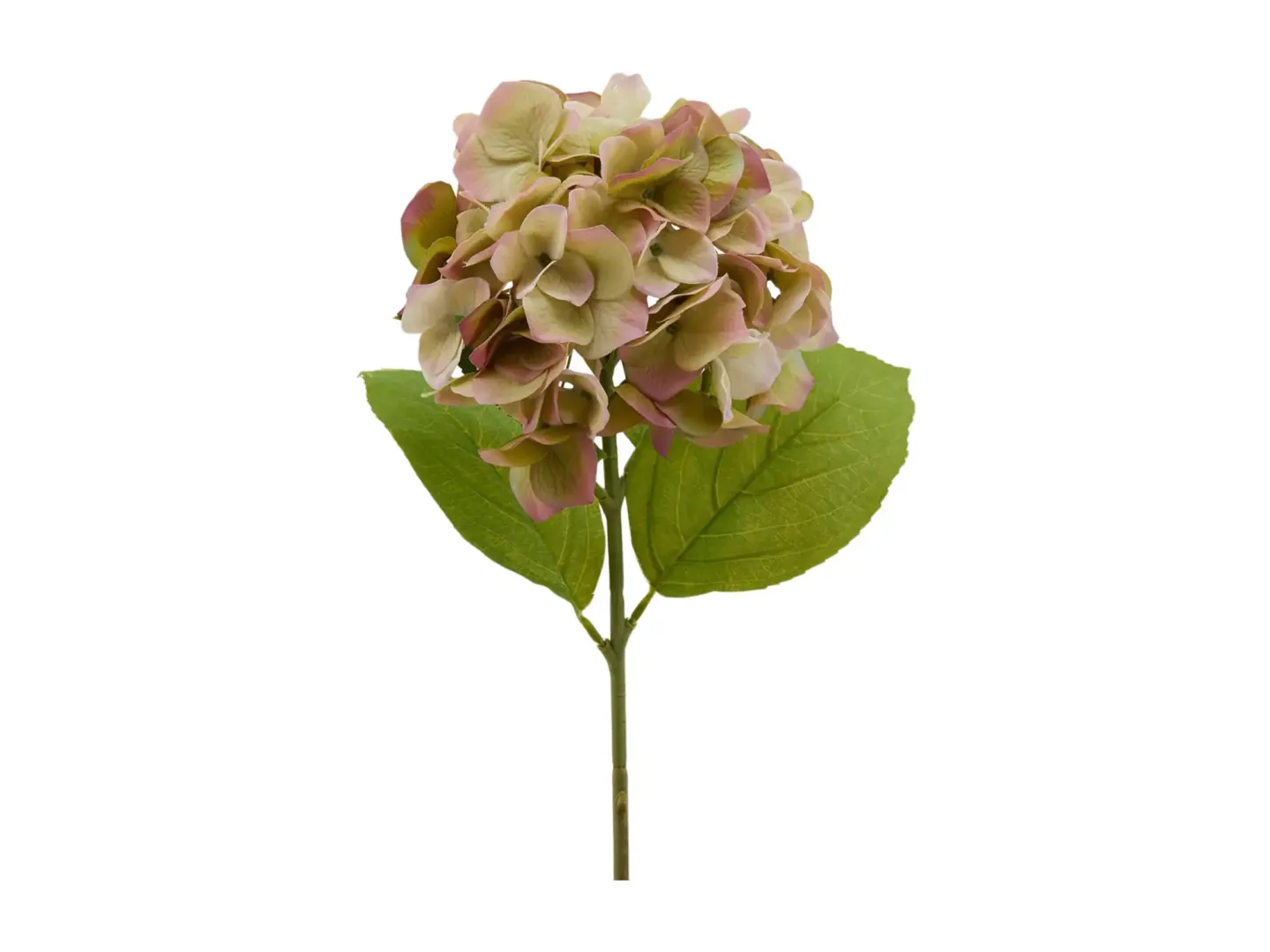 Edg Kunstblume Hortensie Grün-Pink H: 50 cm Mehrfarbig | Schubiger Möbel