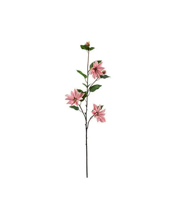 Klematis afskårne blomster rosa