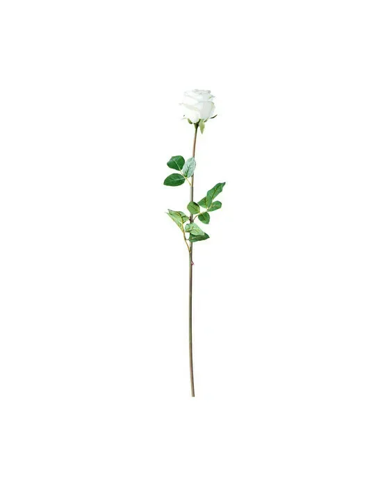 Ros snittblomma vit