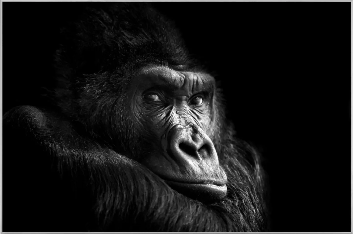 image LAND Bild mit Rahmen Gorilla | Schubiger Möbel