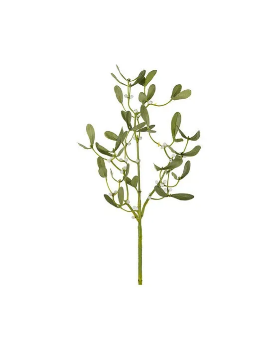 Mistelten, afskåret plante i grøn