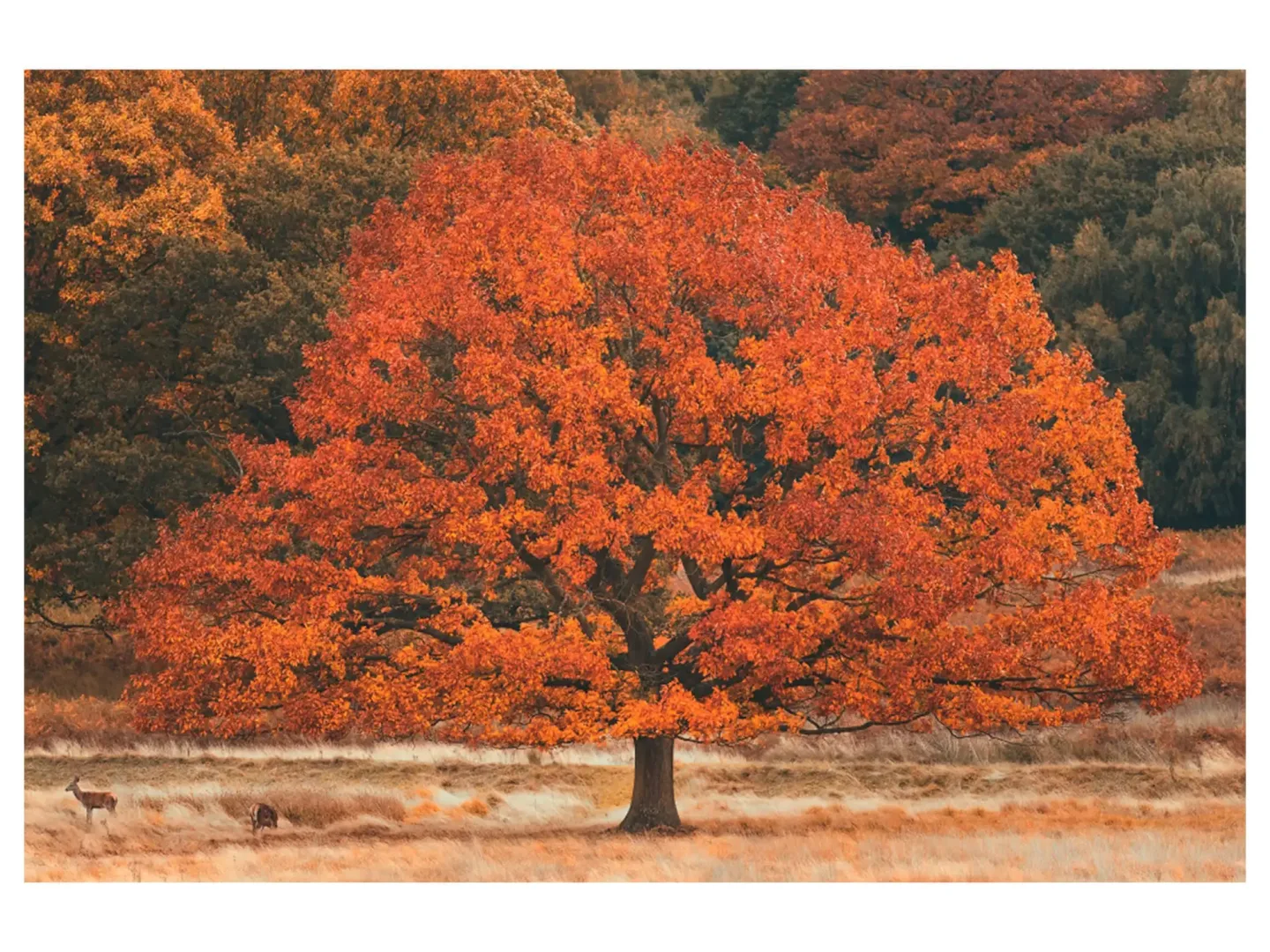 image LAND Digitaldruck auf Acrylglas Herbstbaum | Schubiger Möbel