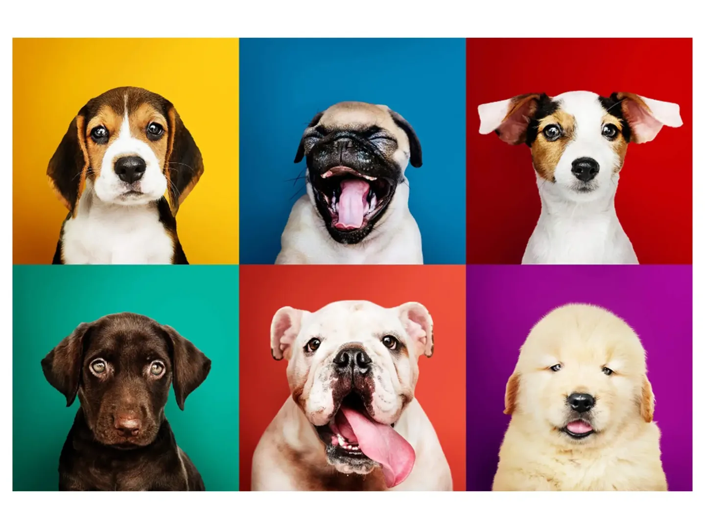 image LAND Digitaldruck auf Acrylglas Lustige Hunde | Schubiger Möbel
