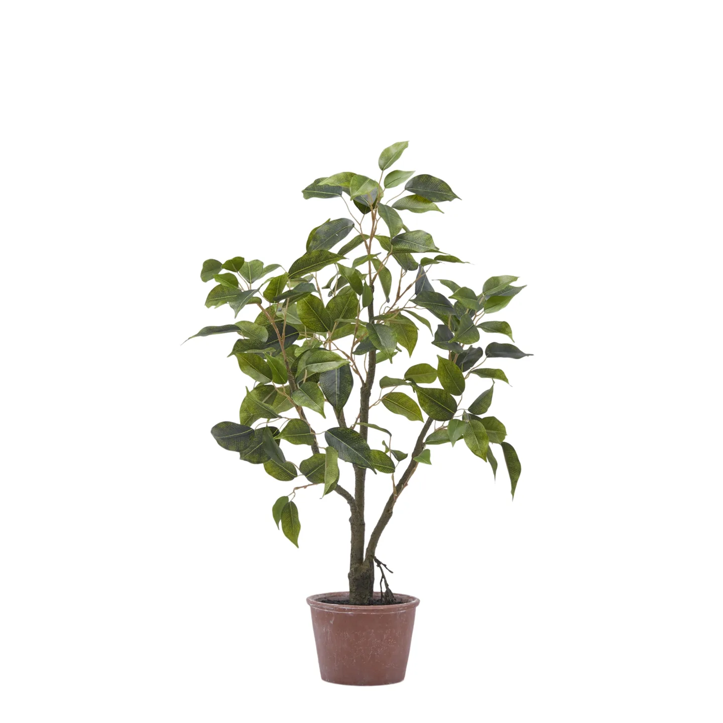 Edg Kunstpflanze Ficusbaum H: 60 cm | Schubiger Möbel