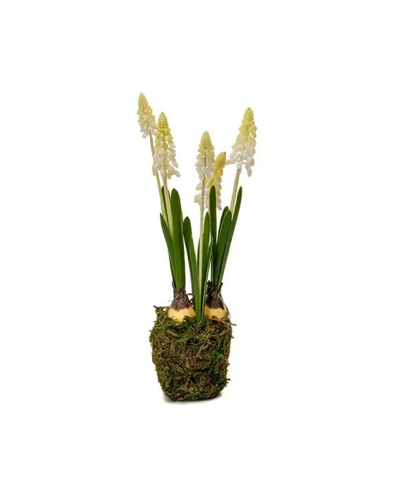 Perlehyacint – potteplante i hvid