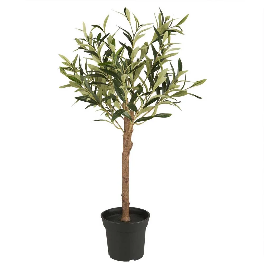 Olivträd i kruka 75 cm