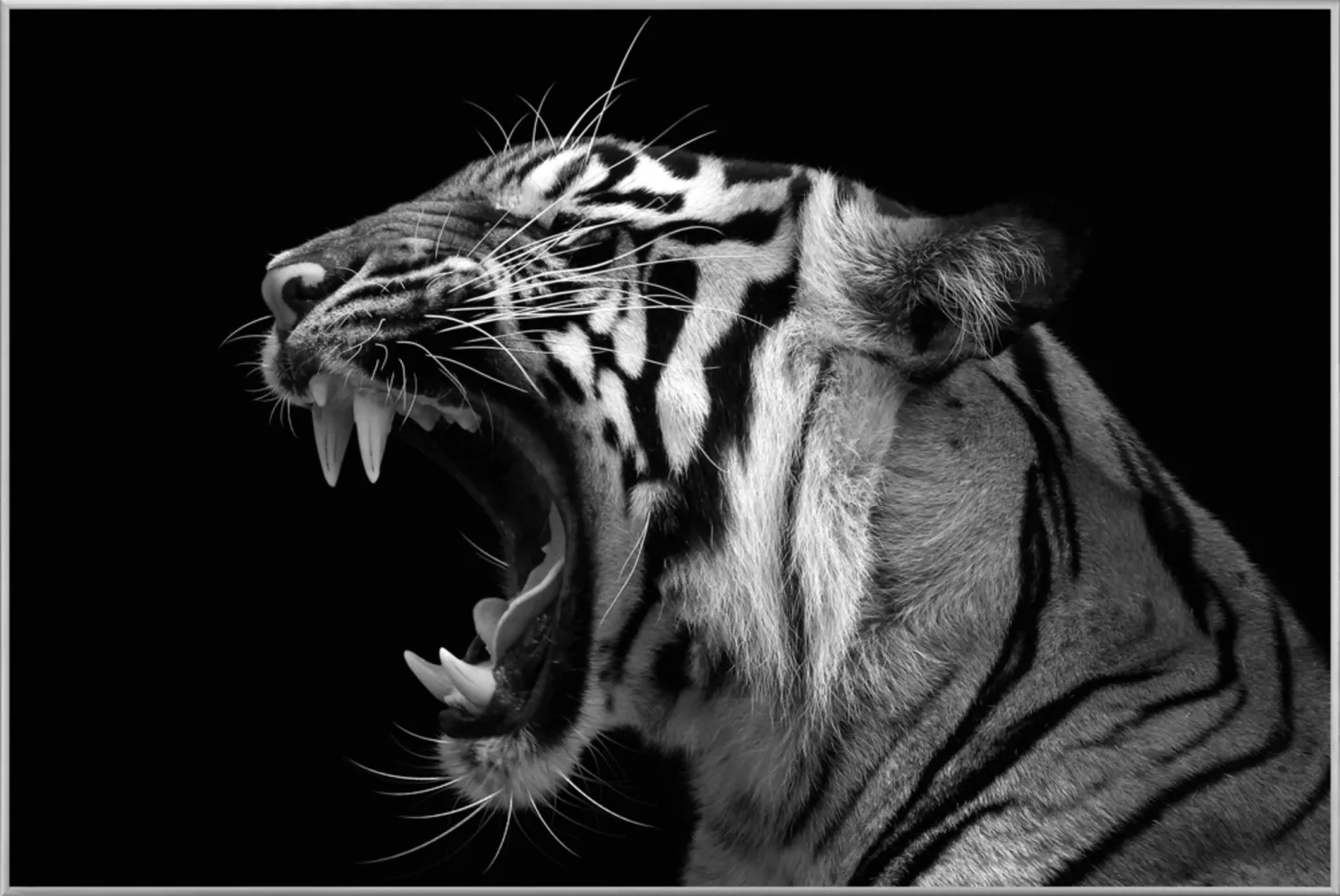 image LAND Bild mit Rahmen Fauchender Tiger | Schubiger Möbel
