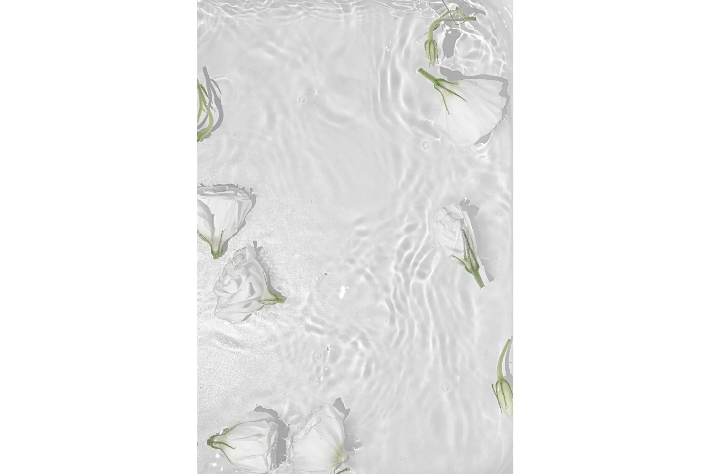 Poster White Roses 70x100 cm - Vit