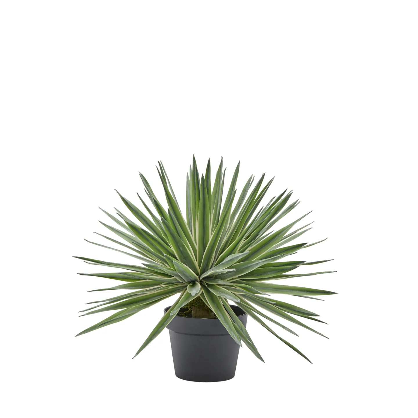 Edg Kunstpflanze Agave im Topf H: 45 cm | Schubiger Möbel