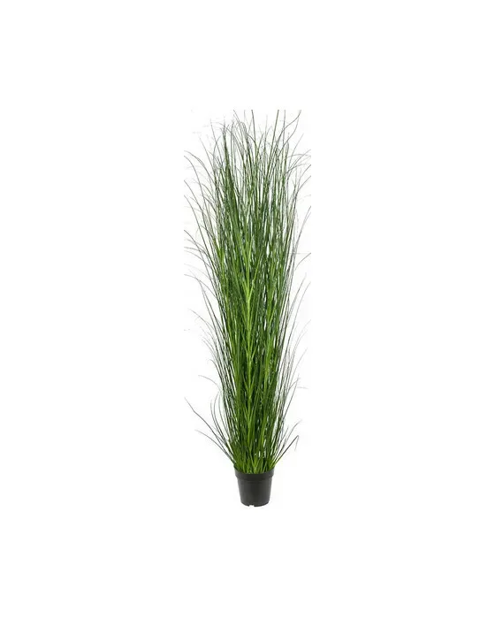 Græs potteplante grøn