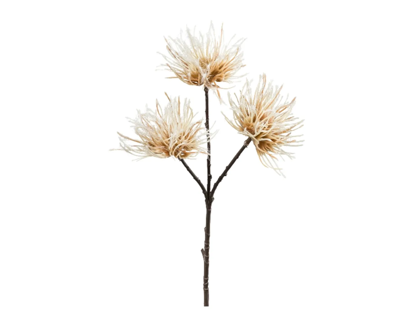 Gasper Kunstblume Urchin Creme H: 37 cm | Schubiger Möbel
