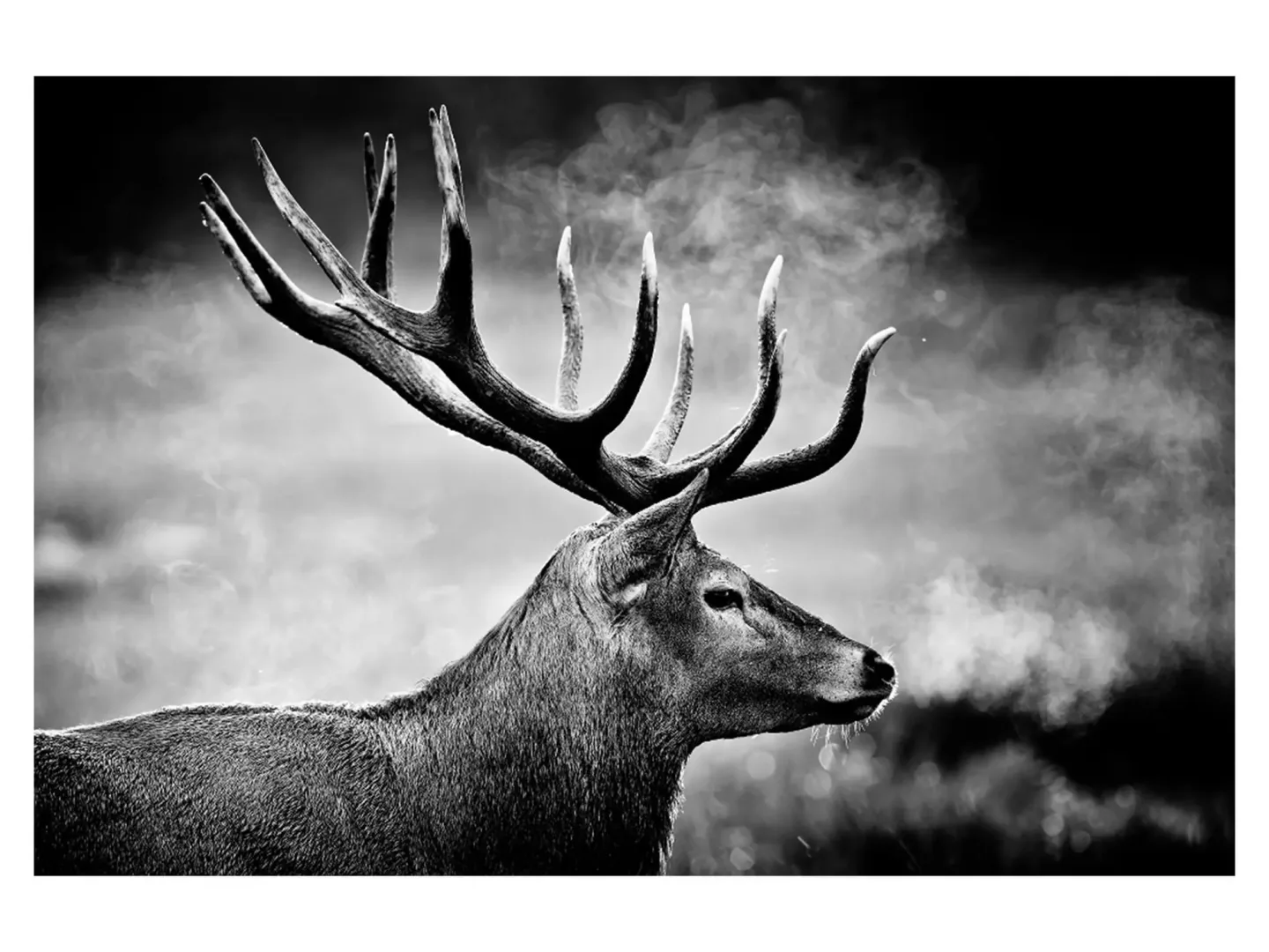 image LAND Digitaldruck auf Acrylglas Hirsch in Schwarz Weiss | Schubiger Möbel