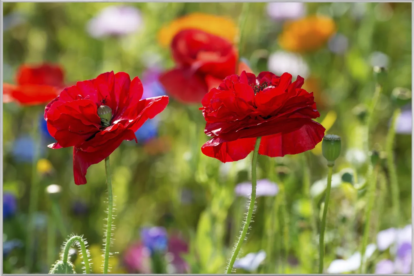 image LAND Bild mit Rahmen Mohnblumen 2 | Schubiger Möbel